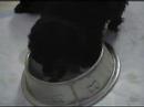 Toy Poodle Puppies First Meal #3