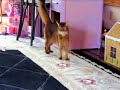 Cat Hockey (or something like that)