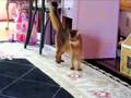 Cat Hockey (or something like that)