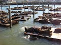 Sea Lions Playing At Pier 39