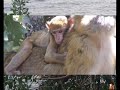 photos de jijel, corniche jijelienne, nature jijel alg�rie, mon beau pays, paysages de jijel, plages de jijel, grand far ras al afia, ouana, ziama monsouria, crique, singe magot,anachid, anacheed, fidaka rassoul allah,ya allah,.......