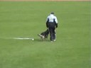 BSP 2008 Schutzdienst BSP 2008 Schutzdienst