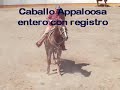 caballo en venta APPALOOSA