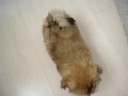 Pequena Mabelzinha  Khyentse na casa da mami ANA