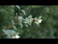 Andante Largo-A.Vivaldi-Guitarduo