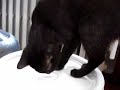 Cat Fight Cat Fight