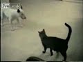 Mutiger Hund