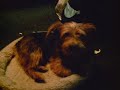 My dog Sofie barking and howling