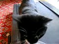 Humphrey The Cat Walks On The Treadmill