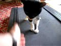 Humphrey The Cat Walks On The Treadmill