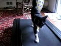 Humphrey The Cat Walks On The Treadmill