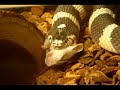 Lampropeltis getula californiae Eats Mouse Lampropeltis getula californiae Eats Mouse