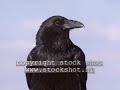Common raven (corvus corax )