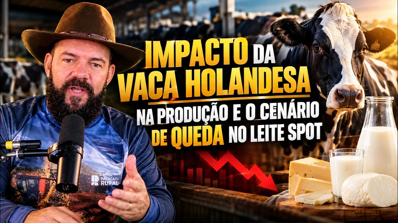 O Impacto da Vaca Holandesa na Produção e o Cenário de Queda no Leite Spot.