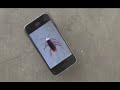 iPhone Cockroach!