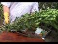 Algumas plantas para formar uma cerca viva, www.centerflora.com.br