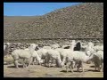 Alpacas camino al Cañón del Colca Arequipa-Perú