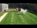 our rescue greyhounds testing out their new lawn