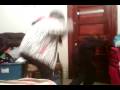 videos de stanky leg fortcane