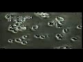 Wenyuan Shi Biofilm Formation