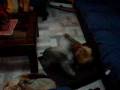 videos de Luna, Dolce y Lucy