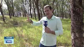 Incêndio ás margens da Nações Norte: fogo destruiu 120mil m² de mata em Bauru