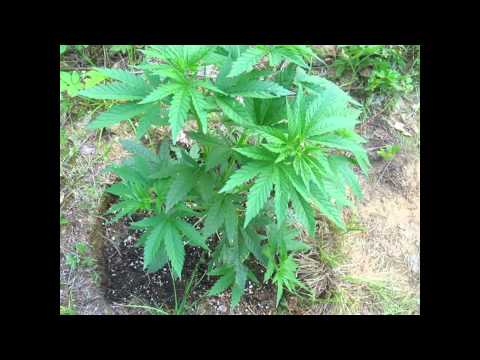 how to grow mmj outdoors