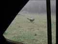 Wild Turkey bowhunt by Julio  Contreras (cazarco)