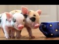^teacup pigs^