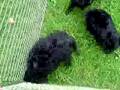 Affenpinscher