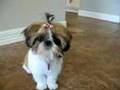 Shih