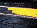 The great pawcatuck rubber duck race