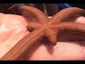 Invertebrados del litoral rocoso