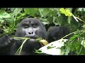 Gorilas en estado salvaje en Uganda. Trekking en Bwindi Impenetrable Forest Reserve