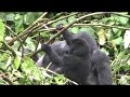 Gorilas en estado salvaje en Uganda. Trekking en Bwindi Impenetrable Forest Reserve