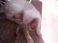 venus qui fait les 400 coups mdr (pour sarah)