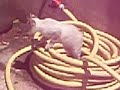 venus qui fait les 400 coups mdr (pour sarah)