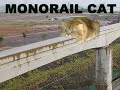 Monorail Cat