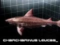 cuba santa lucia sharks feeding 2 cuba santa lucia sharks feeding 2