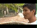 Crocodile nomm� Susana habitant � La Ventanilla