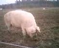 Pigs/grisar No2 Pigs/grisar No2