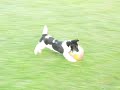 Rexina hraje fotbal