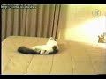 Funny Cats: A Compilaton of the Best! Funny Cats: A Compilaton of the Best!