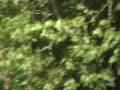 videos de Costa Rica December 2008 309