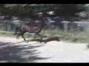 PRE CRIA ANDALUSIAN black yearling filly  trot