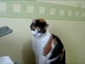 Cat Vs. Printer (i Can't Get This Stupid Printer To Work!!!)