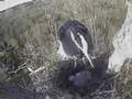 WDFW GREAT BLUE HERON CAM