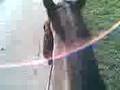 videos de mon dadou cheri