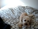 Suki Growling and Playing