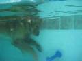 Dogbook Movie: Baxter in the pool